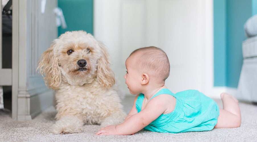 Preparing Your Pets for the Arrival of Your Newborn